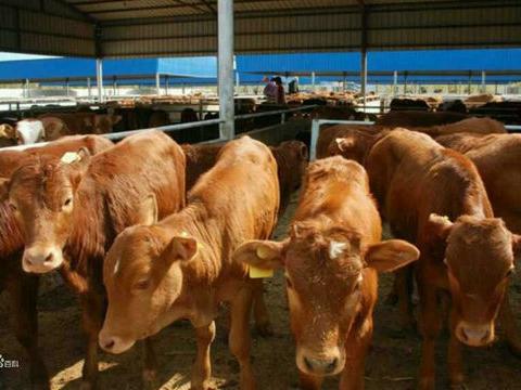 小牛犢市場(chǎng)價(jià)格及家畜飼養(yǎng)要點(diǎn)