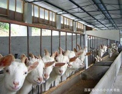 農(nóng)村飼養(yǎng)中畜牧傳染病的及時發(fā)現(xiàn)與預防