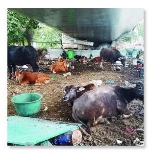 公路新功能？探索路面與圍欄外的畜牧可能