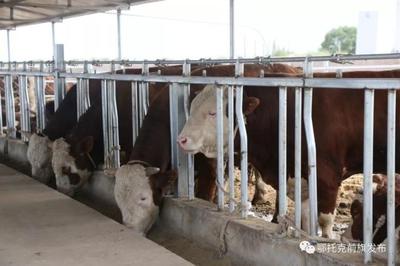 蹄疾步穩(wěn)謀發(fā)展，產(chǎn)業(yè)振興正當(dāng)時(shí)——鄂前旗推進(jìn)農(nóng)牧業(yè)產(chǎn)業(yè)高質(zhì)量發(fā)展綜述