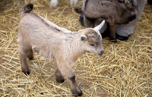 家畜 人類高度馴化的動(dòng)物與肉類來(lái)源百科