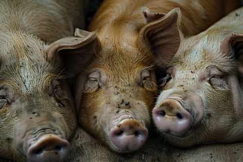 家禽家畜養(yǎng)殖圖鑒 豬的飼養(yǎng)管理與影像記錄